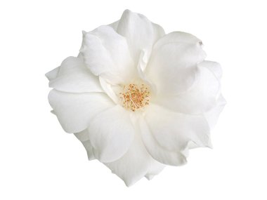 Beyaz arka planda beyaz bir gül çiçeği