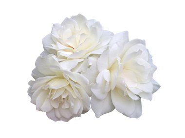 Beyaz arka planda beyaz bir gül çiçeği