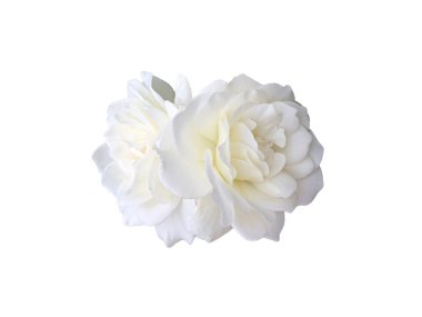 Beyaz arka planda beyaz bir gül çiçeği