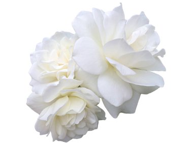 Beyaz arka planda beyaz bir gül çiçeği