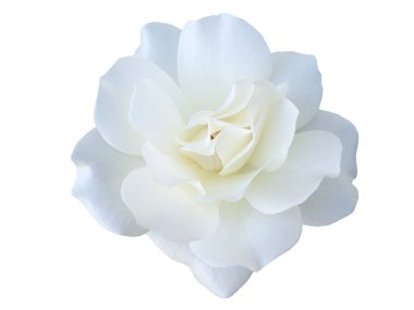 Beyaz arka planda beyaz bir gül çiçeği