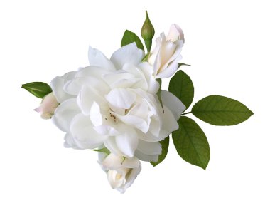 Beyaz arka planda beyaz bir gül çiçeği