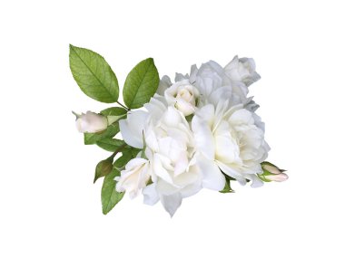 Beyaz arka planda beyaz bir gül çiçeği