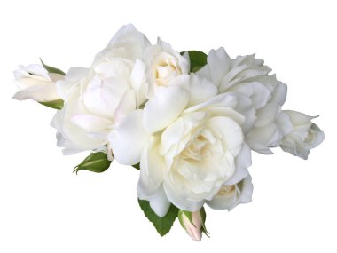 Beyaz arka planda beyaz bir gül çiçeği