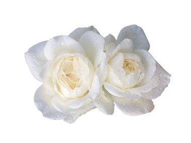 Beyaz arka planda beyaz bir gül çiçeği