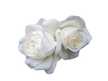 Beyaz arka planda beyaz bir gül çiçeği