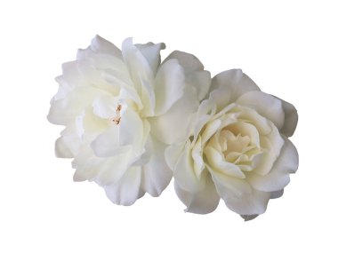 Beyaz arka planda beyaz bir gül çiçeği