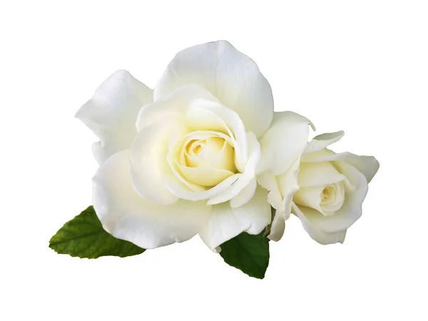 White Garden Rose Flower White Background — Stock Photo, Image
