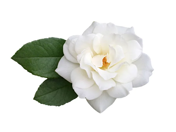 白色的花园 白底上的玫瑰 — 图库照片