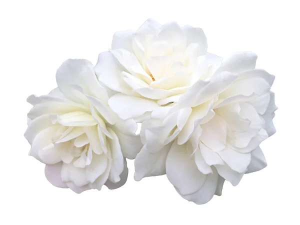 白色的花园 白底上的玫瑰 — 图库照片