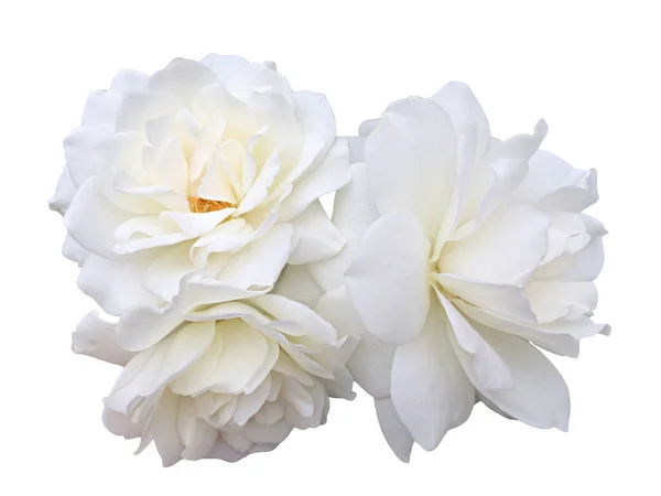 White Garden Rose Flower White Background — Stock Photo, Image