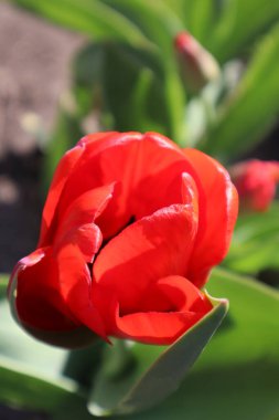 Bahçede kırmızı lale çiçeği. Bahar çiçekleri.