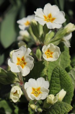 Bahçede beyaz çuha çiçeği (Primula vulgaris)
