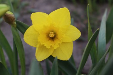 Bahçedeki sarı nergis çiçekleri. İlk bahar çiçekleri.