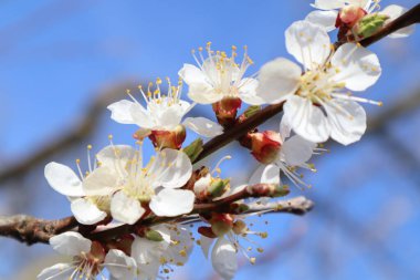 Kayısı ağacı çiçekleri. Çiçekli bahar bahçesi.