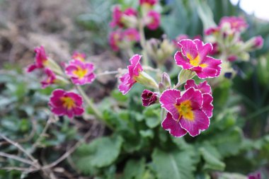 Bahçede pembe çuha çiçeği (Primula vulgaris)