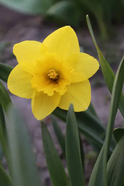 Flores Amarelas Narciso Jardim Primeiras Flores Primavera — Fotografia de Stock