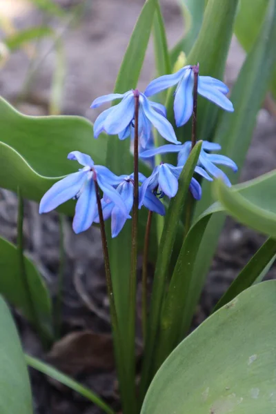 Fiori Scilla Blu Giardino Primi Fiori Primaverili — Foto Stock