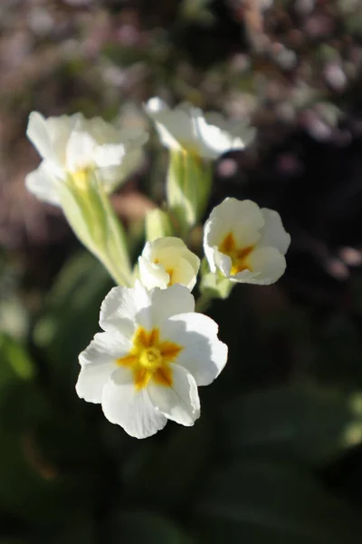 White Primrose Flowers Primula Vulgaris Garden — Stock Photo, Image