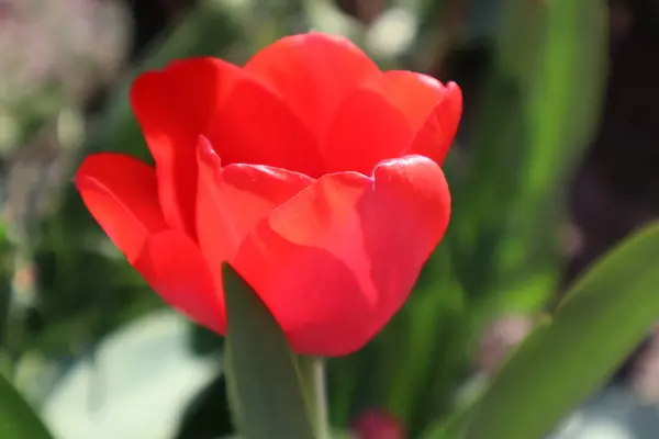 Fiore Tulipano Rosso Giardino — Foto Stock