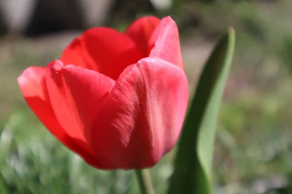 Rote Tulpenblume Garten — Stockfoto