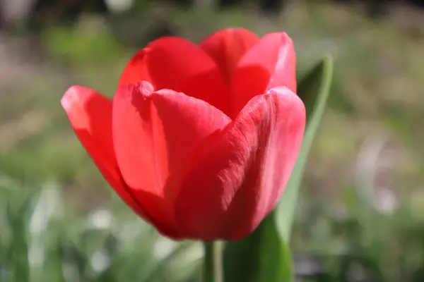 Rote Tulpenblume Garten — Stockfoto