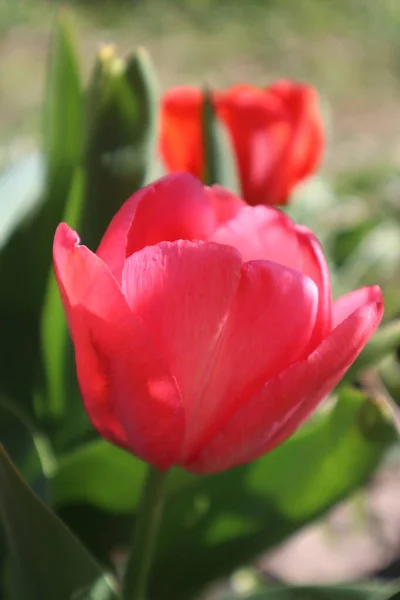 Rote Tulpenblume Garten — Stockfoto