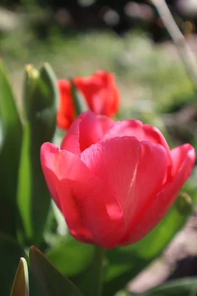 Rote Tulpenblume Garten — Stockfoto
