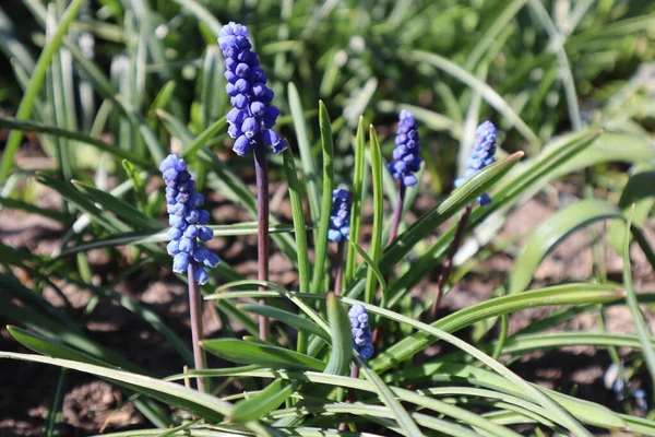 Fiori Blu Muscari Giardino Primi Fiori Primaverili — Foto Stock