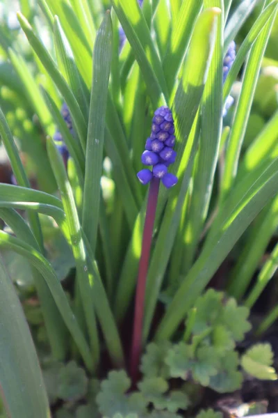 Синие Цветы Мускари Саду Первые Весенние Цветы — стоковое фото