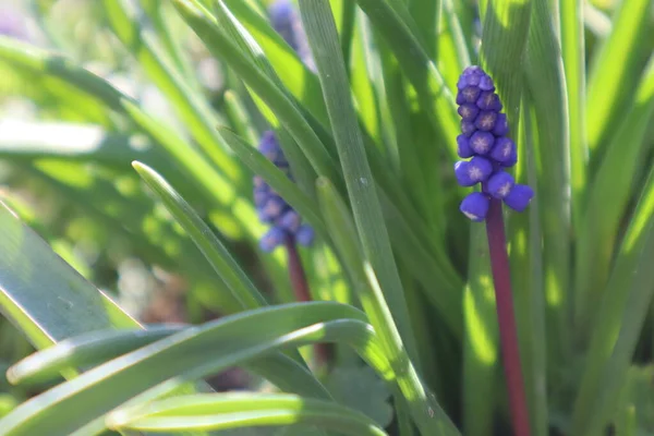 Flores Azules Muscari Jardín Las Primeras Flores Primavera — Foto de Stock