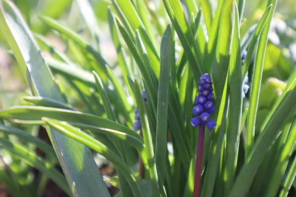 Muscari Kék Virágok Kertben Első Tavaszi Virágok — Stock Fotó