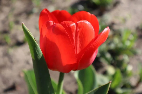 Bahçede Kırmızı Lale Çiçeği Bahar Çiçekleri — Stok fotoğraf