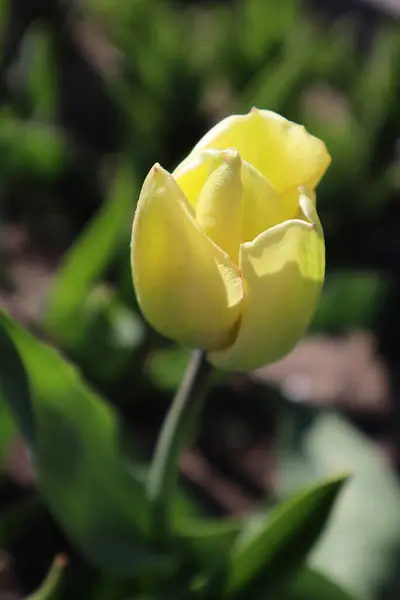 Flor Amarela Tulipa Jardim Primeiras Flores Primavera — Fotografia de Stock