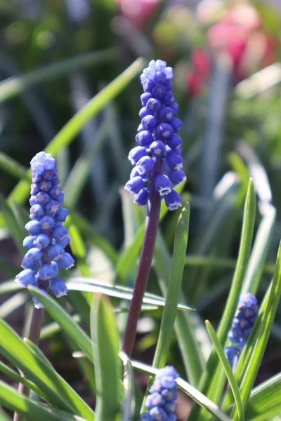 Muscari Kék Virágok Kertben Első Tavaszi Virágok — Stock Fotó