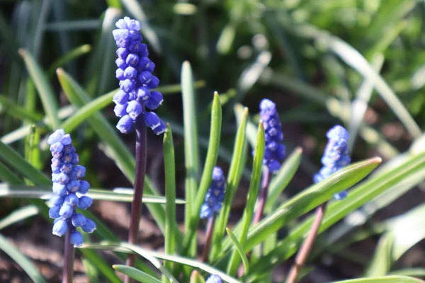 Flores Azules Muscari Jardín Las Primeras Flores Primavera — Foto de Stock