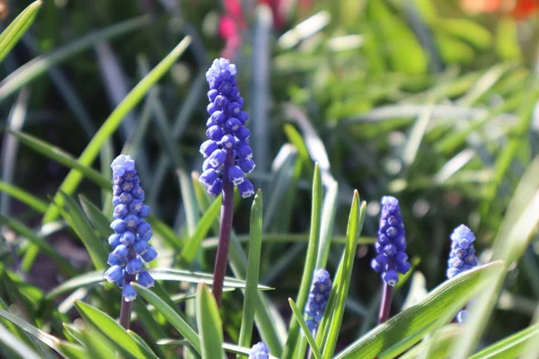 Flores Azules Muscari Jardín Las Primeras Flores Primavera — Foto de Stock