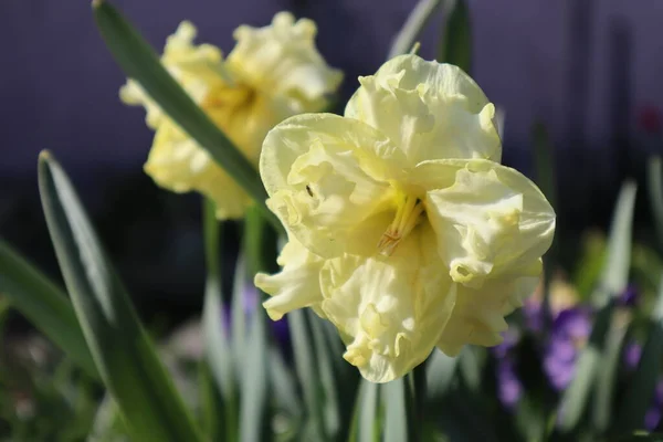 Žluté Narcisy Zahradě První Jarní Květiny — Stock fotografie