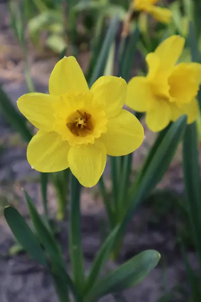 Żółty Żonkil Kwiaty Ogrodzie Pierwsze Wiosenne Kwiaty — Zdjęcie stockowe