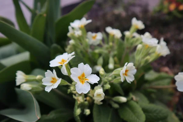 Білі Квіти Первоцвітів Primula Vulgaris Саду — стокове фото