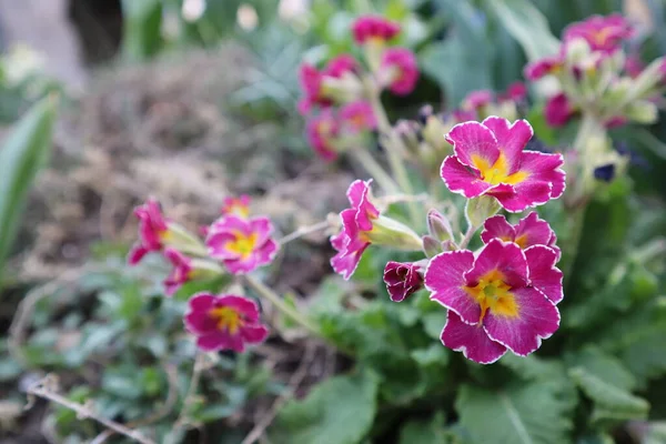 园中的粉红色报春花 Primula Vulgaris — 图库照片