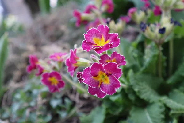 Ροζ Άνθη Πρίμουλας Primula Vulgaris Στον Κήπο — Φωτογραφία Αρχείου