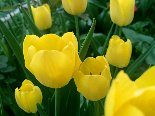 Gelbe Tulpenblüte Garten Die Ersten Frühlingsblumen — Stockfoto