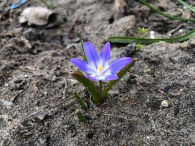 Bahçedeki mavi Scylla çiçekleri. İlk bahar çiçekleri.