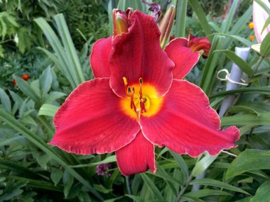 Bahçedeki pembe çiçekleri.