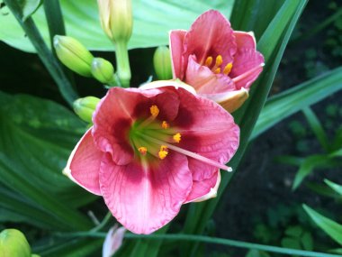 Bahçedeki pembe çiçekleri.