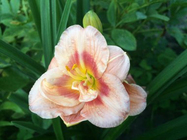 Bahçedeki pembe çiçekleri.