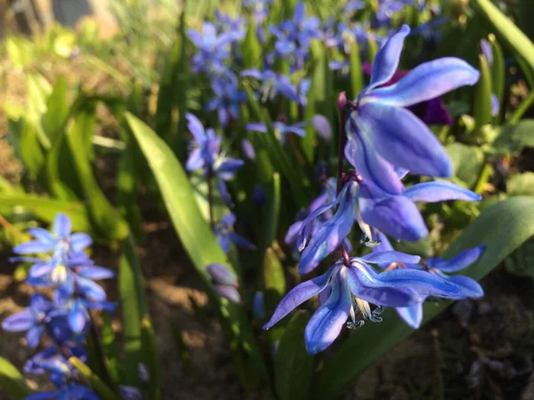 Flores Azules Escila Jardín Las Primeras Flores Primavera — Foto de Stock