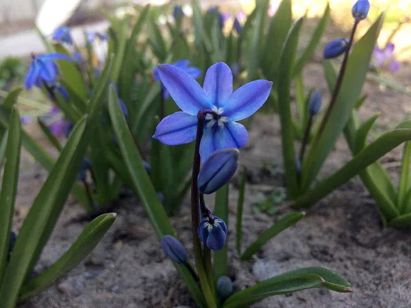 Голубые Цветы Сциллы Саду Первые Весенние Цветы — стоковое фото