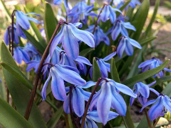 Голубые Цветы Сциллы Саду Первые Весенние Цветы — стоковое фото